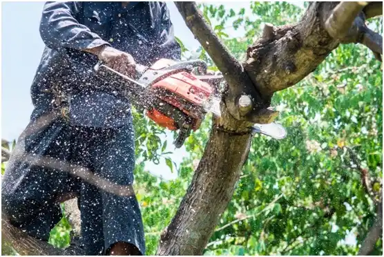 tree services Val Verde Park